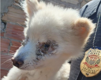 Polícia resgata animais vítimas de maus-tratos e prende mulher em flagrante
