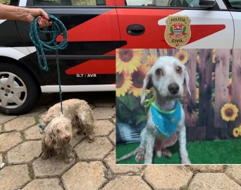 Denúncia leva Polícia Civil a resgatar cão e prender responsável por abandono