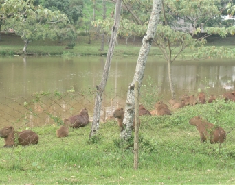 Horto Florestal: confira as medidas preventivas contra a Febre Maculosa