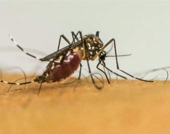 Avaré tem pelo menos 1,3 mil casos registrados de dengue este ano