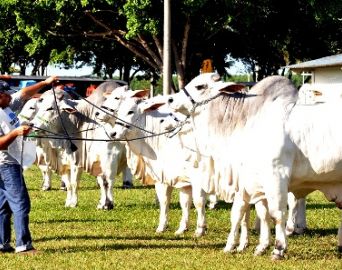 Avaré recebe exposição internacional da raça nelore