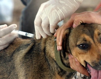 Cães e gatos são vacinados contra raiva nos dias 19, 20 e 21 em Avaré