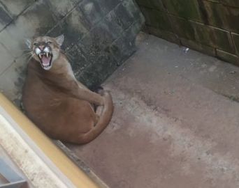 Onça parda é avistada pelas ruas de Cerqueira César e assusta moradores