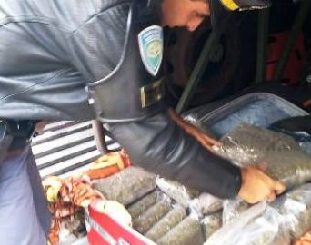 TOR apreende mais de 15 kg de Skank na Castello