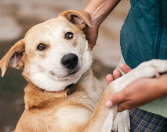 Secretaria de Bem-Estar Animal anuncia cadastramento de entidades e voluntários