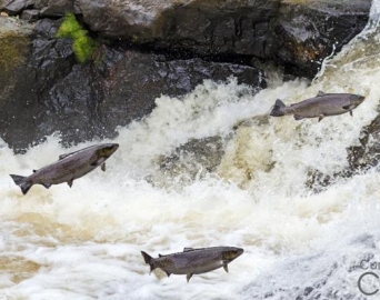 Período da piracema começa e proíbe pesca de espécies nativas até fevereiro