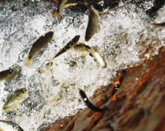 Pesca segue proibida nos rios da região até o fim de fevereiro