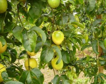 Paranapanema terá Dia de Campo sobre cultura do maracujá