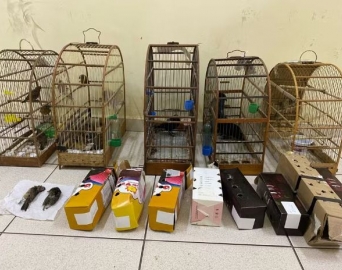 Passageiro é preso e multado por transportar aves silvestres em ônibus