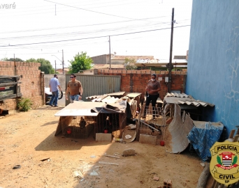 Polícia Civil fecha rinha de galo e resgata aves que sofriam maus-tratos