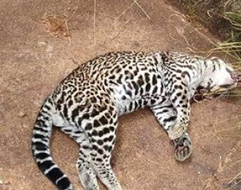 Desmatamento continua afetando o Rio Pardo