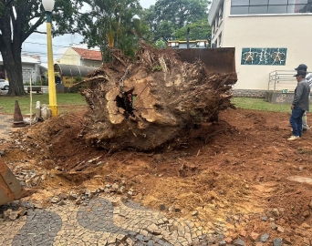 Prefeitura retira raízes de árvores caídas em praças de Avaré
