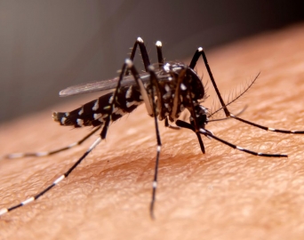 Combate à dengue: UBS Ipiranga será referência no atendimento de casos suspeitos