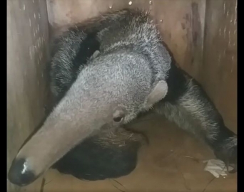 Tamanduá fêmea é atropelada, morre e filhote é resgatado tentando mamar
