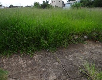 Prefeitura vai multar donos de terrenos sujos