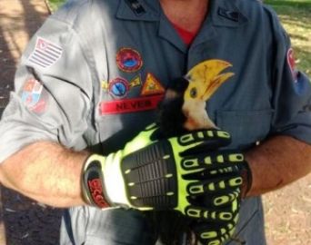 Filhote de tucano é resgatado pelo Corpo de Bombeiros em Avaré
