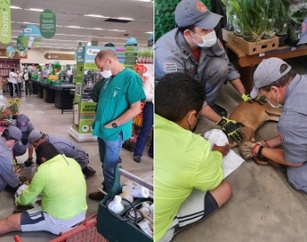 Veado invade supermercado em Avaré e depois foi devolvido à natureza