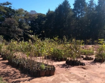 Meio Ambiente promove adequações no Viveiro Municipal