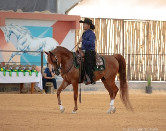 Avaré abre temporada nacional do Cavalo Árabe com exposição durante a Exponel