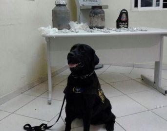 Cão Xandy da PM localiza droga enterrada e auxilia na prisão de traficante